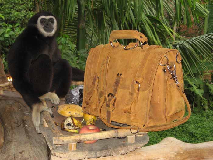 Large Classic Leather Briefcase in Tobacco on a log beside a gibbon and fruit in a jungle setting