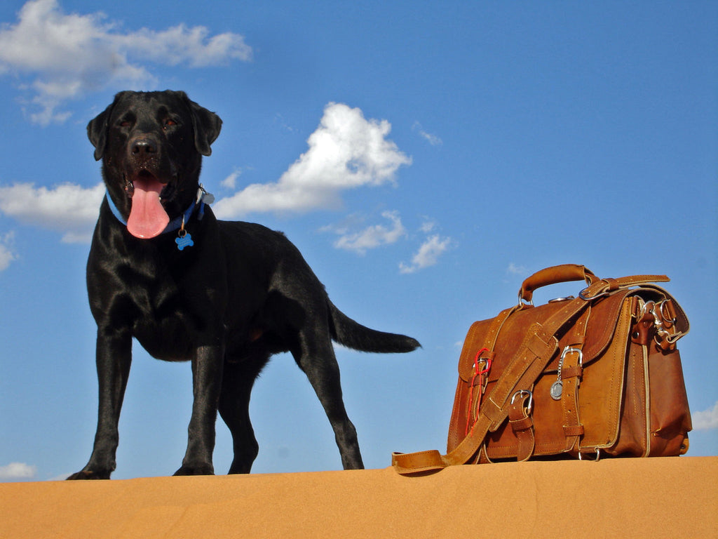 Large Classic Leather Briefcase in Chestnut on a sand dune beside a black Labrador under a blue sky