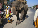 Large Classic Leather Briefcase being stepped on by an elephant on a sunny street as people look on