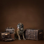 Leather Trunk in Dark Coffee Brown beside a large brindle mastiff and other Saddleback leather bags