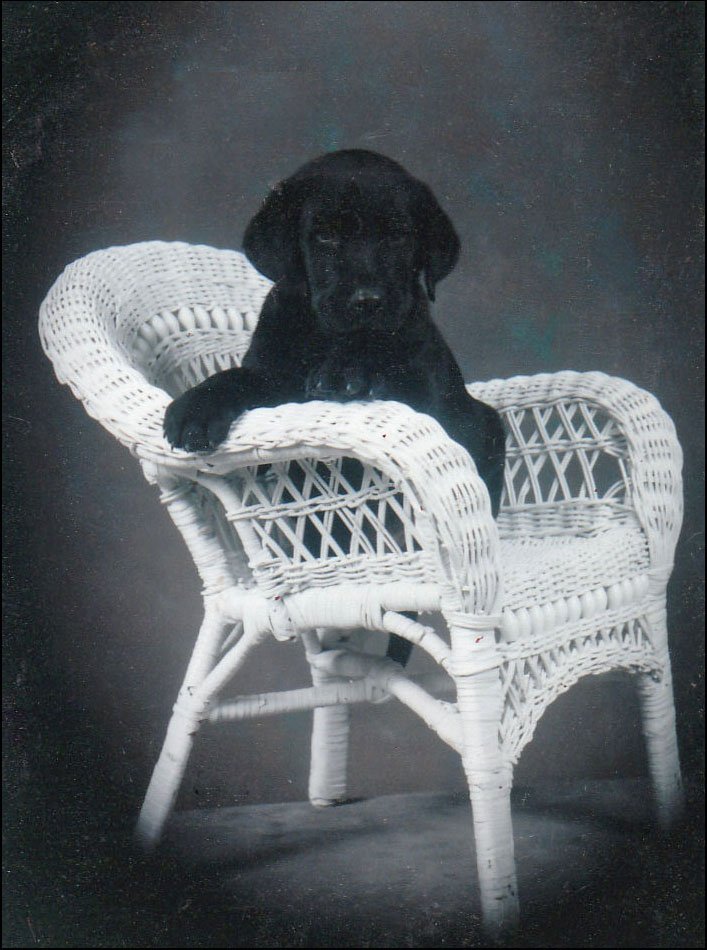Blue as a black Labrador puppy, resting his paws on the arm of a white wicker chair against a dark studio backdrop.