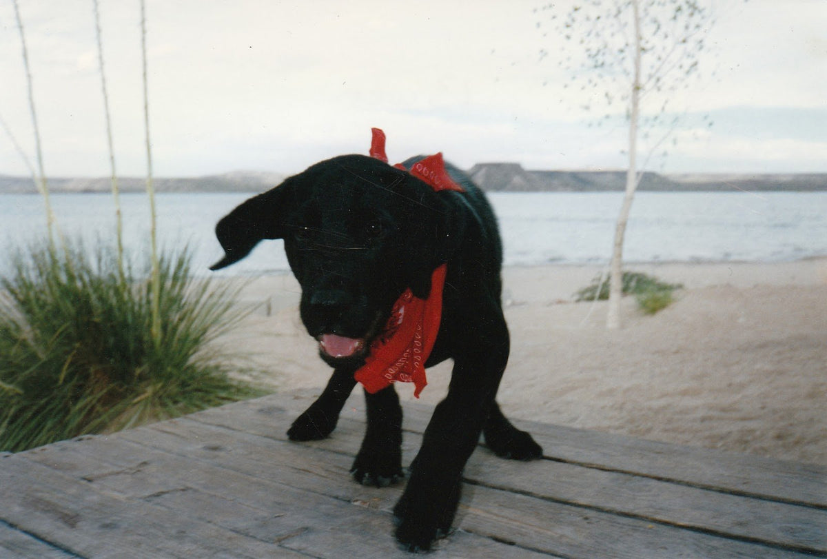 Blue as a young black Labrador in a red bandana, walking along a boardwalk beside a lake.