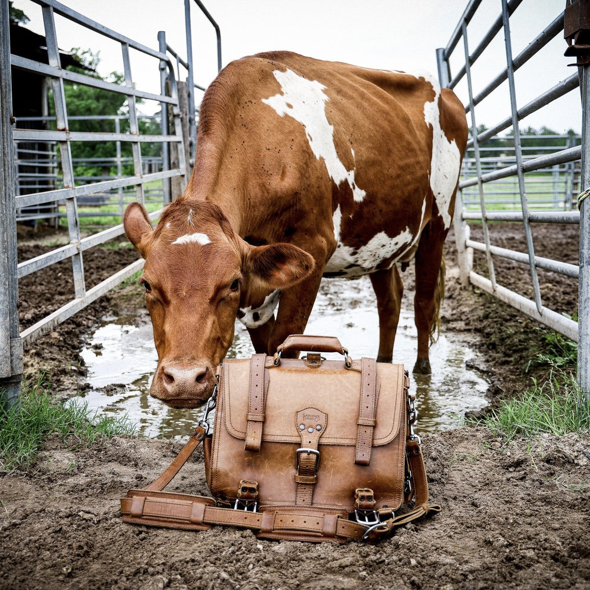 Tan full grain Classic Leather Briefcase in a muddy cattle pen with a brown and white cow
