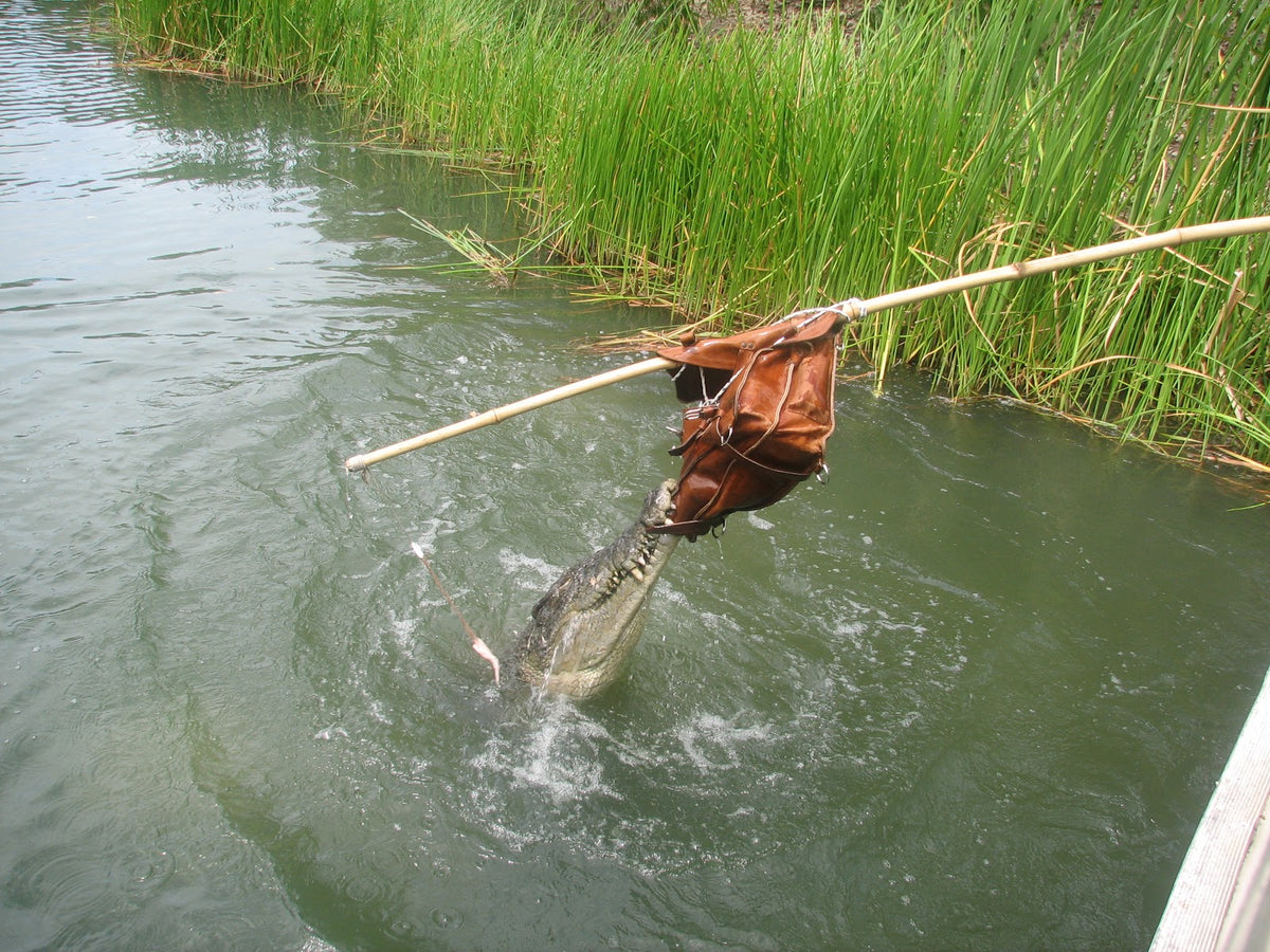A crocodile lunges out of murky water among the reeds and clamps its jaws on a brown leather backpack hanging from the end of a long pole.