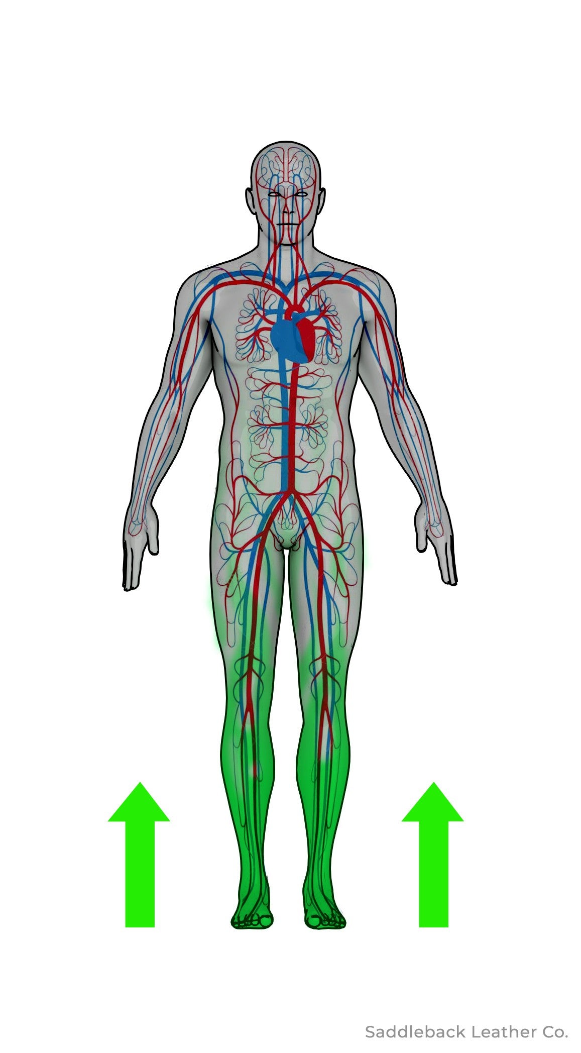 Diagram of the human circulatory system with green arrows showing absorption rising from the feet