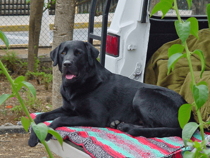 Blue the black Labrador lying on a striped blanket beside a parked truck.