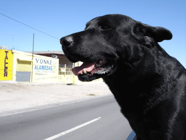 A close-up of Blue the black Labrador panting beside a Mexican street.