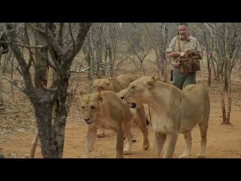 Walking with Lions and Leather Flight Bag in Africa