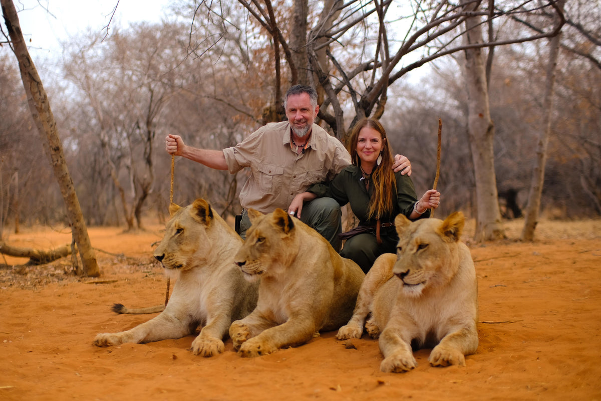 A man and a woman with walking sticks crouched behind three resting lionesses on red dirt in a dry African woodland